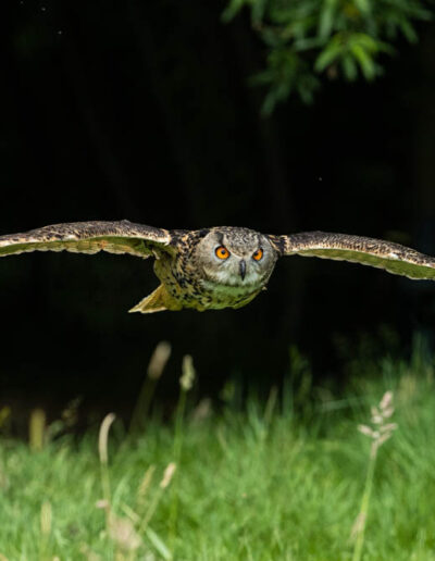 Eurasian eagle owl in flight. Bubo bubo