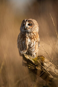 Tawny owl - strix aluco  sitting on a log in front of dry grass.