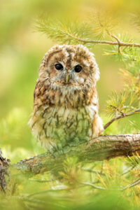 Tawny owl (Strix aluco) in a pine tree. Taken on a Bird on the Hand photography workshop