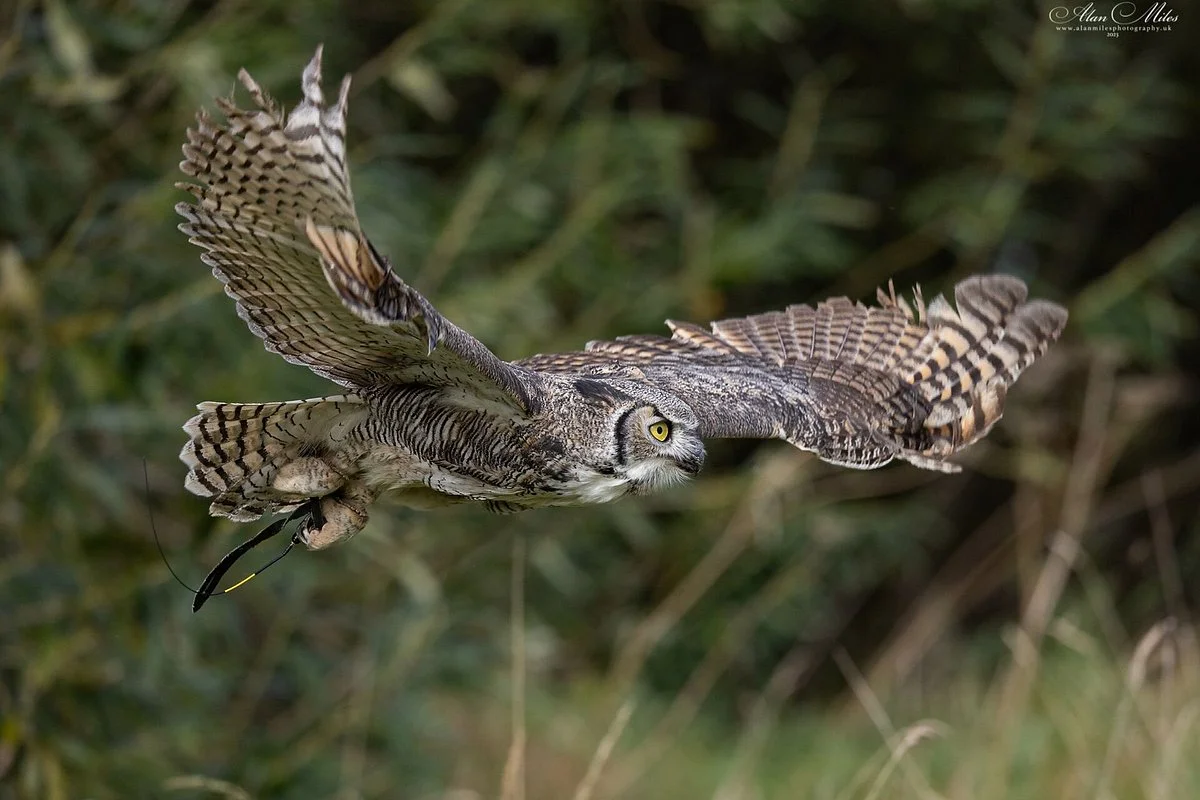 Great Horned Owl, Bubo virginianus, Flying out of woodland