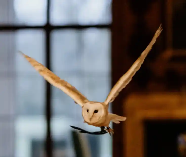 Barn owl ring bearer in flight