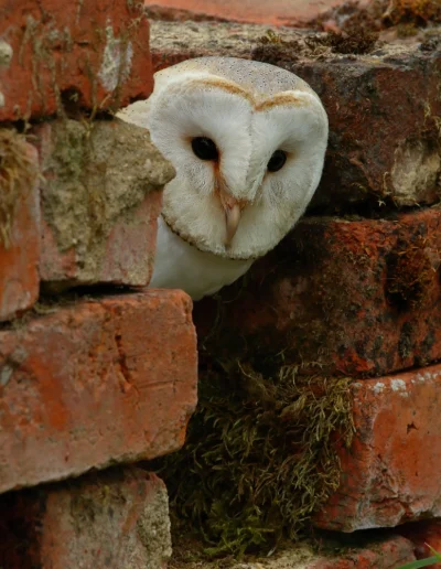 Barn owl - Tyto alba - looking out from a gap in a wall HQ