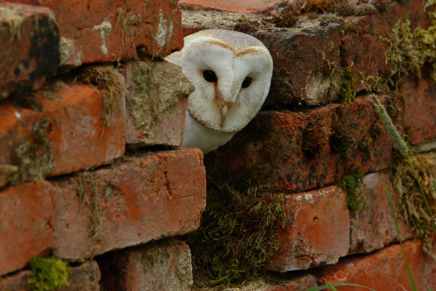 Barn owl - Tyto alba - looking out from a gap in a wall HQ