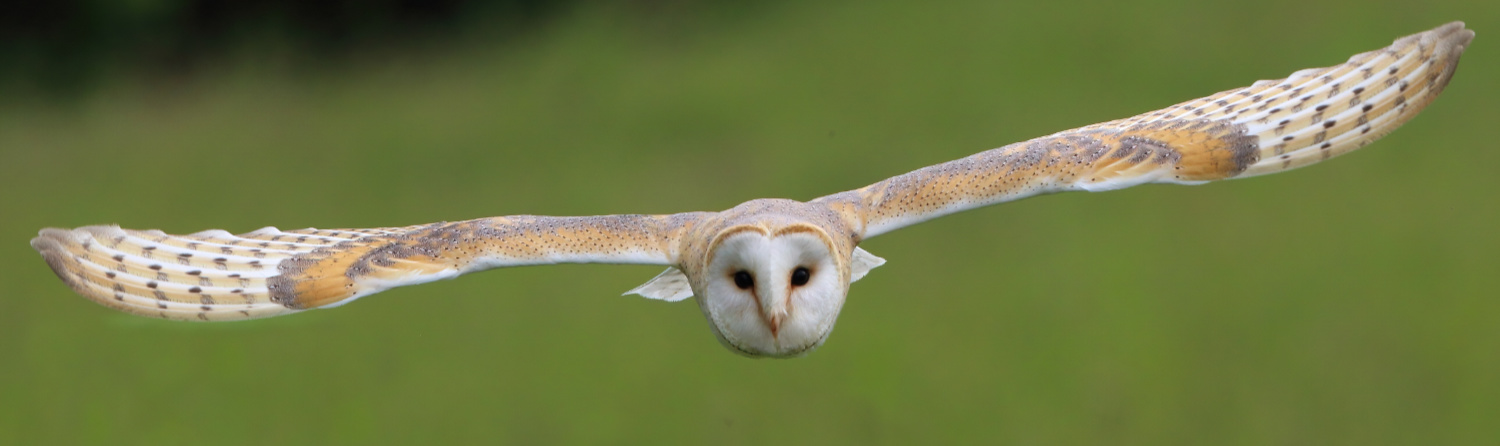 alders Zofia and Juliet the barn owl on a falconry experience london Barn owl in flight head on