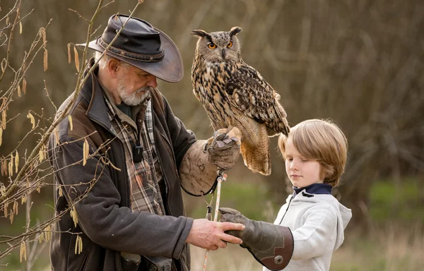 Boy getting Eurasian eagle owl placed on his fist dorte 600x384