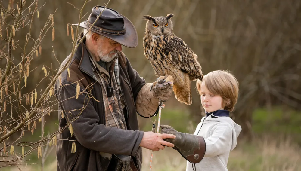Boy getting Eurasian eagle owl placed on his fist dorte 600x384