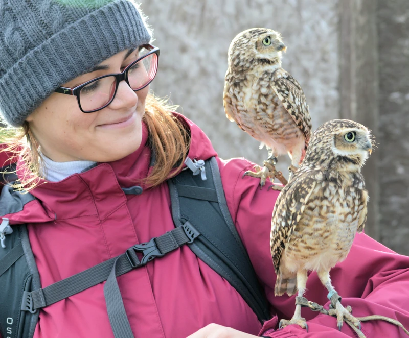 Cheese and Pickle, burrowing owls perched on woman's arm