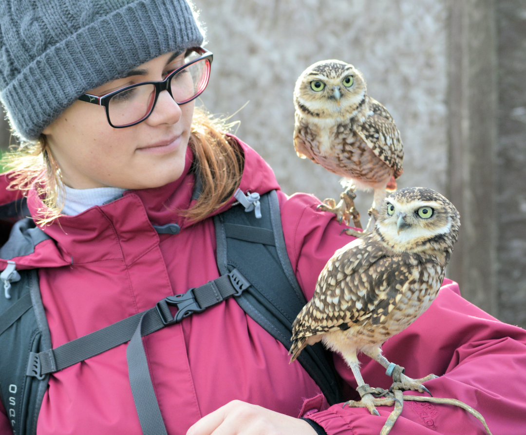 alders Zofia and Juliet the barn owl on a falconry experience london Cheese and Pickle Burrowing owls
