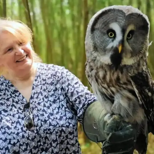 Darwin the Great Grey owl on woman's fist during an owl handling experience.