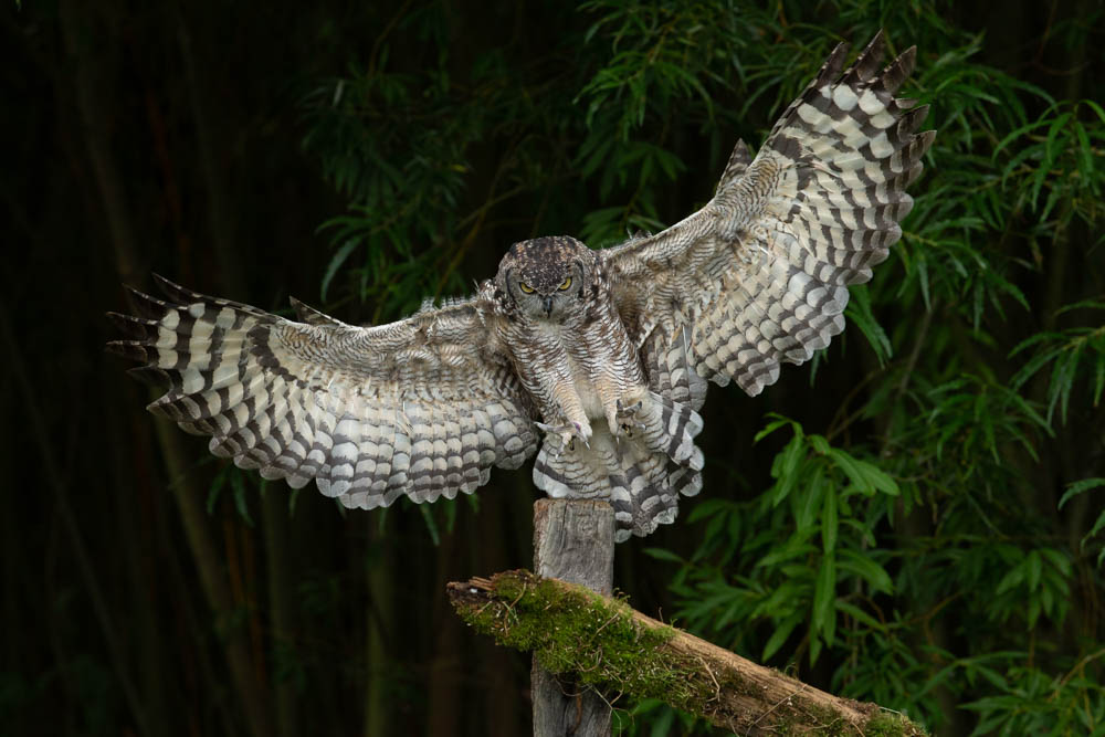 Dotty african spotted eagle owl landing on perch. HQ