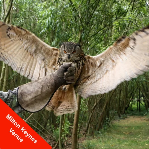 Elvis the Eurasian eagle owl landing on the fist on a Meet The Owls session at Alders Farm Milton Keynes