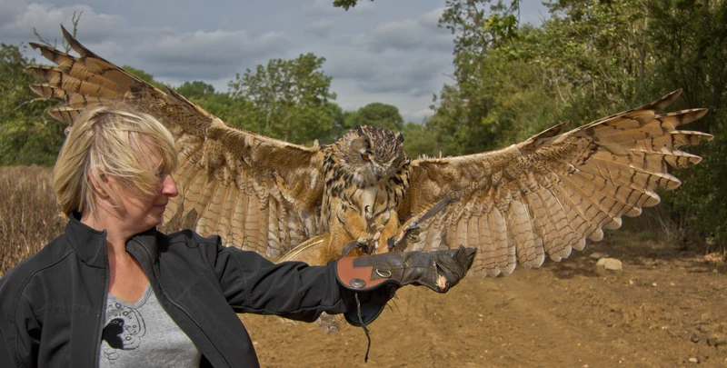 Elvis the Eurasian eagle owl landing, wings spread on a visitors fist