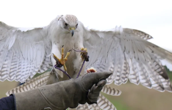 Gerda the gyrfalcon flying onto the falconer's glove with wings spread