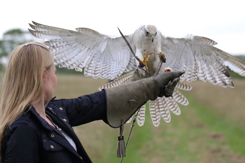 Gerda the gyrfalcon- landing on a fist with open wings