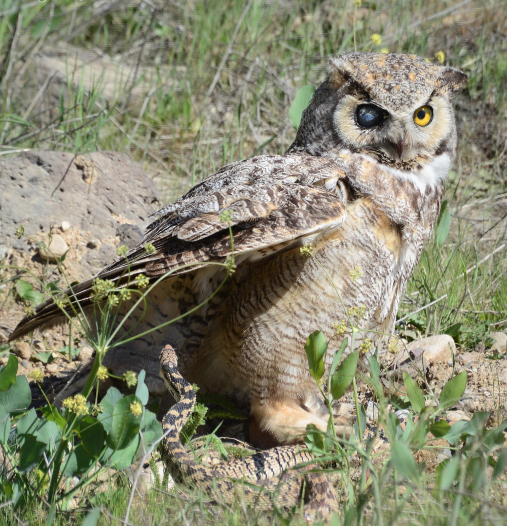 Great Horned with snake Great horned owl - Bubo viginianus catching a snake