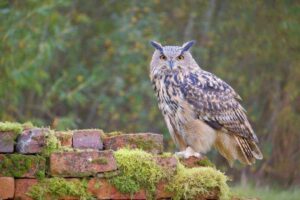 European eagle owl (Bubo bubo) sitting on a brick wall posing during a photography workshop in Leicestershire