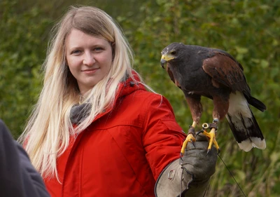 Harris hawk on the fist of a visitor on a falconry experience