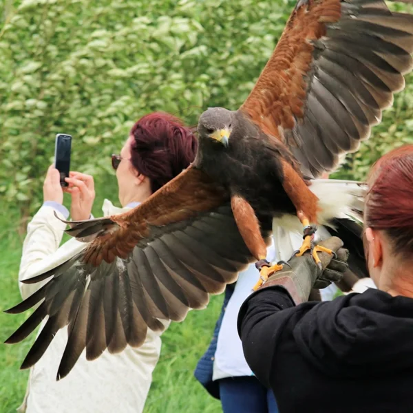 Harris hawk landing ob fist in group, with wings spread