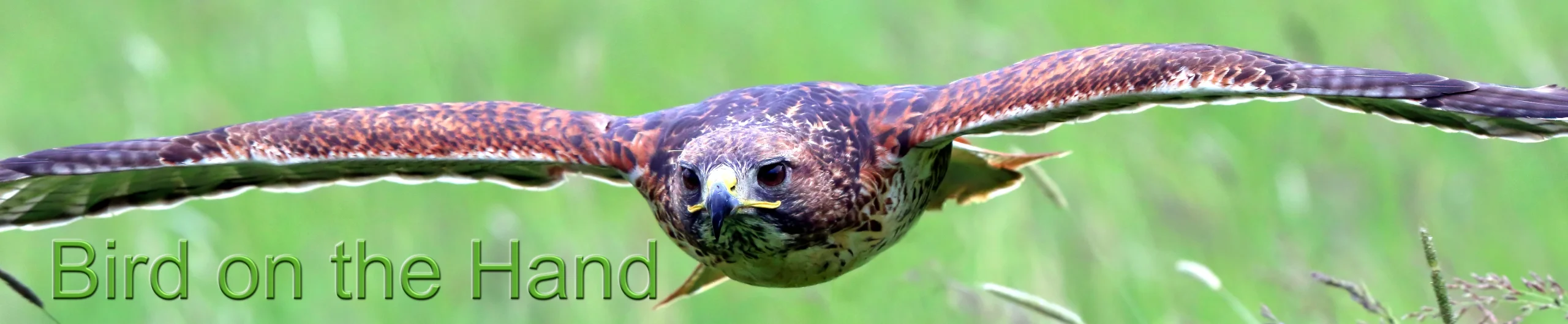 Bird on the Hand falconry experiences header. Redtail buzzard in flight
