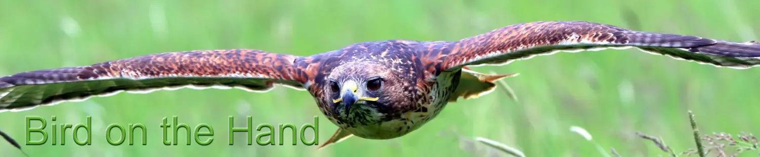 Header Image Maggie a red tailed hawk flying head on. Bird on the Hand text in image