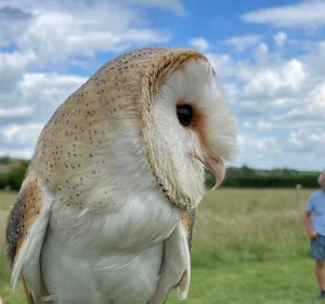 Juliet the barn owl(Tyto alba) portrait against a blue sky with scudding clouds at Bird on the Hand during and owl handling experience