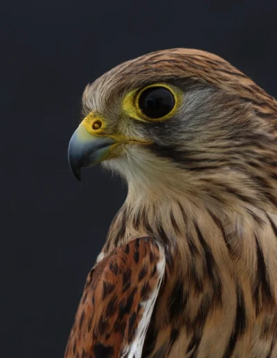 Kestrel - Falco tinnunculus - detail head shot taken on a photography workshop at Bird on the Hand HQ
