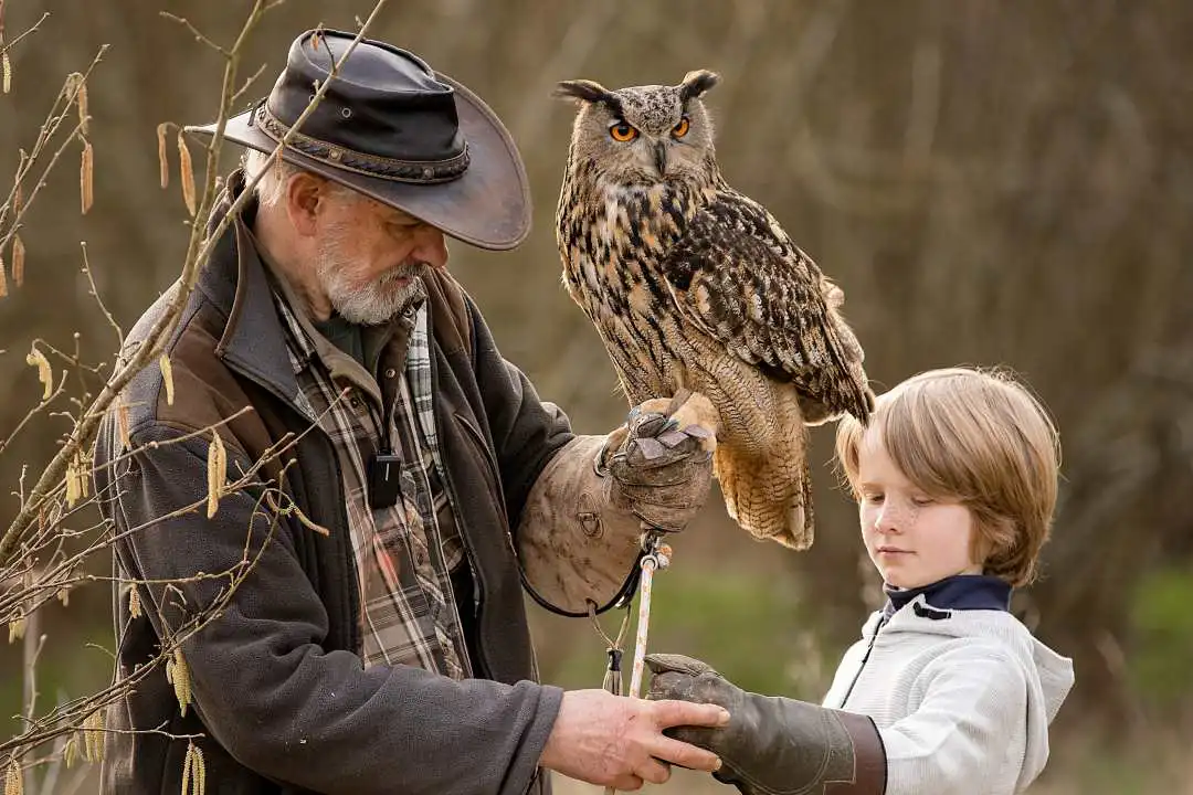 A young Boy holding Elvis the an Eurasian eagle owl (Bubo bubo) at Bird on the Hand falconry experience days