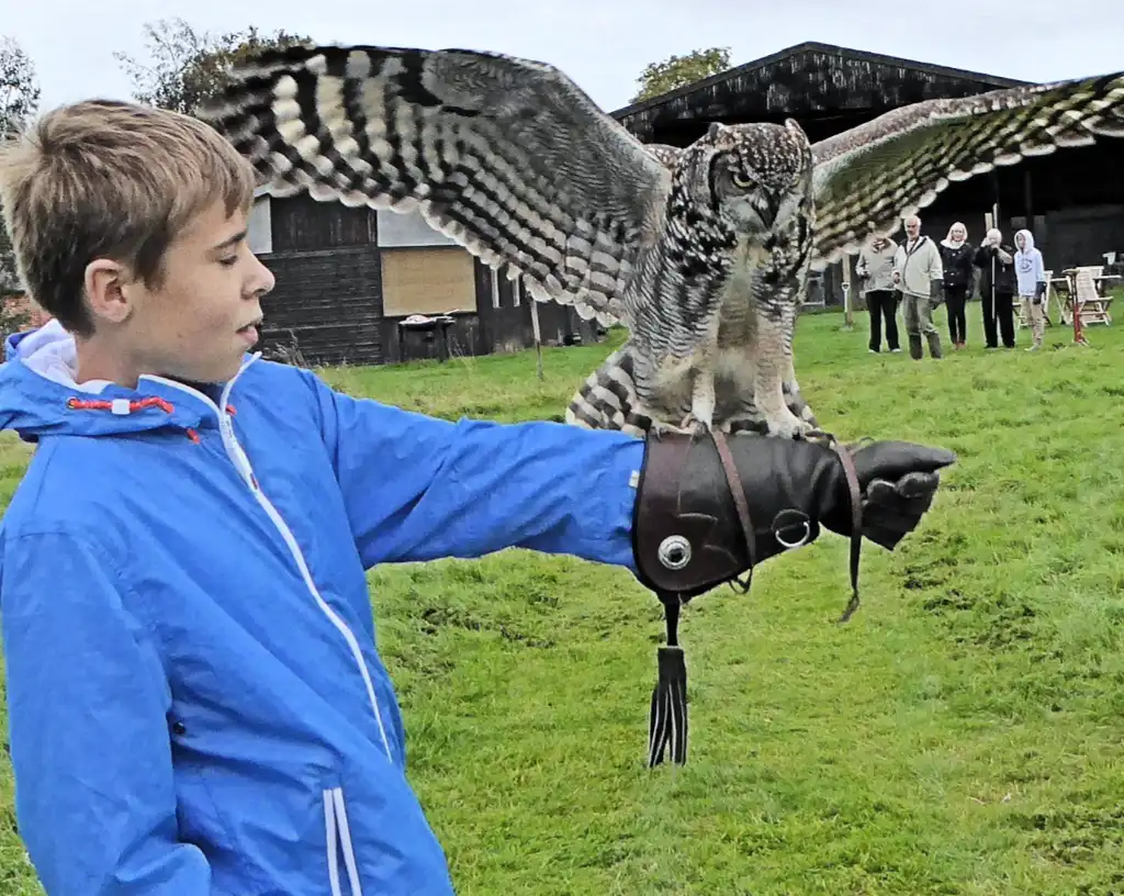 Children's falconry experience - A young Boy holding Dotty the an African eagle owl (Bubo Africanis) at Bird on the Hand falconry experience days