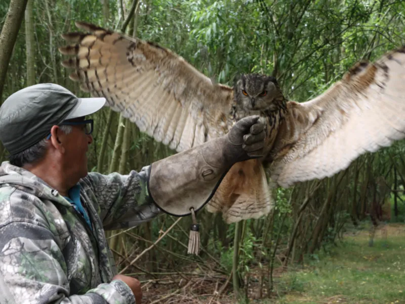 Eurasian eagle owl landing on a visitor's glove in the woodland during a Owl on the Hand experience.