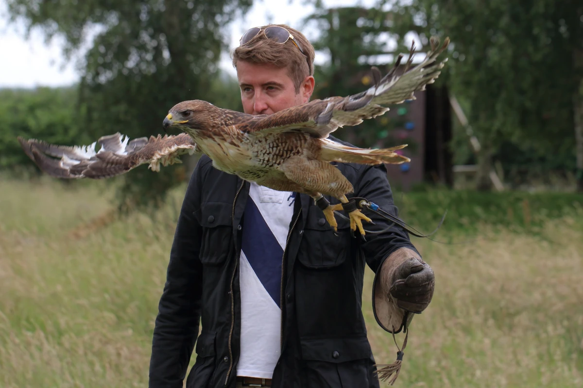 Maggie a red tail hawk flying from a visitors fist on a Bird on the Hand falconry experience