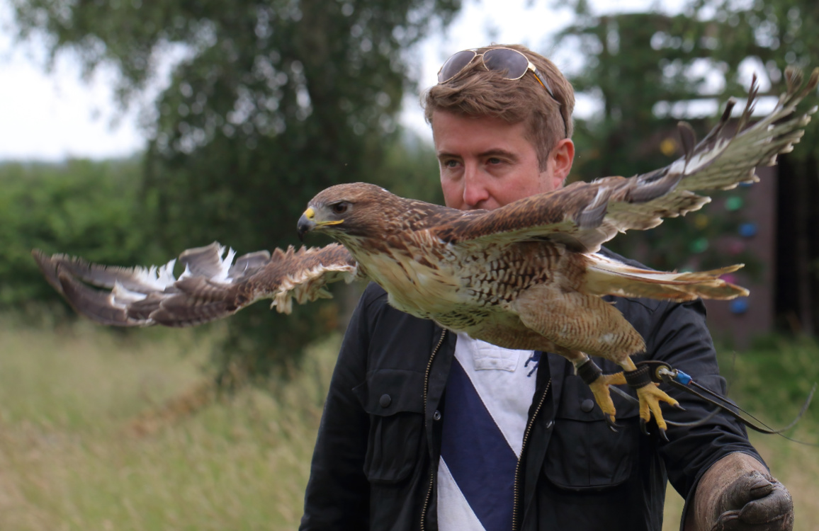 alders Zofia and Juliet the barn owl on a falconry experience london Actin shot of Maggie the red tail hawk launching of the fist