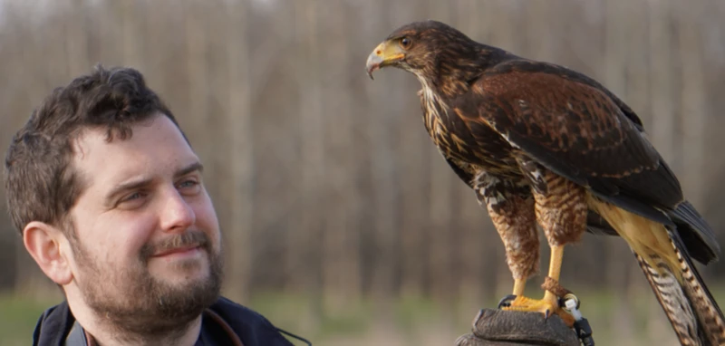 Harris hawk on the fist of a visitor on a falconry experience