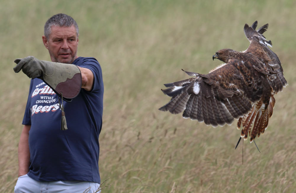 alders Zofia and Juliet the barn owl on a falconry experience london Man and Maggie the redtail hawk flying to his fist