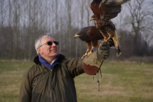 Man on our Falconry Adventure experience in Leicestershire holding two Harris hawks