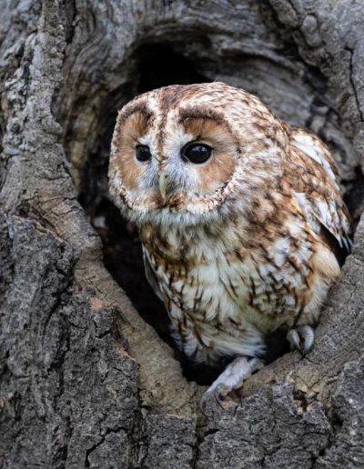 Tawny owl - Strix aluca - frontal view in a hole in a tree HQ