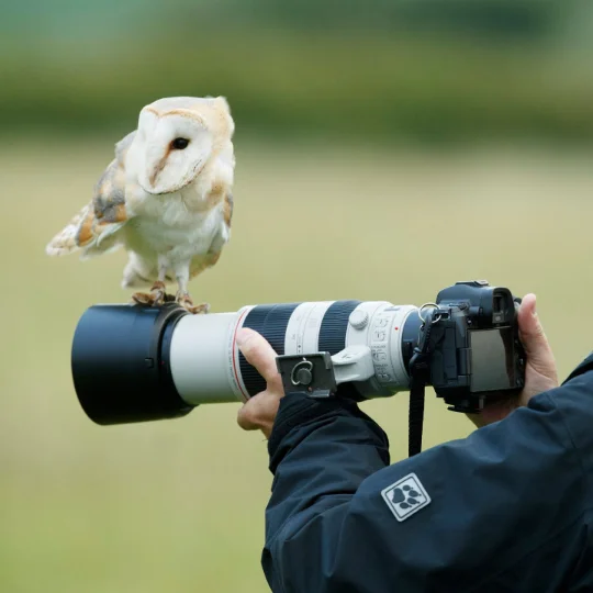 Man trying to photograph a barn owl nut it perched on a camera during a photography workshop