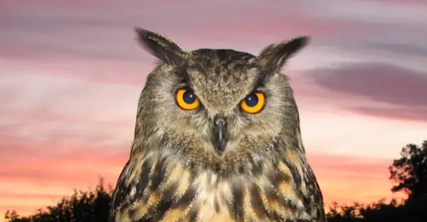 Owls at sundown - a great experience - Picture of Elvis Eurasian eagle owl (Bubo Bubo)