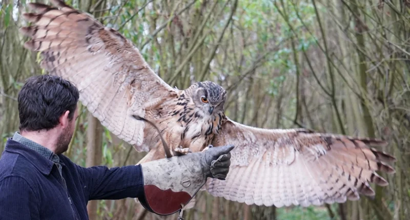 elvis flight landing Elvis the Eurasian eagle owl landing on a visitors fist with wings outstretched.