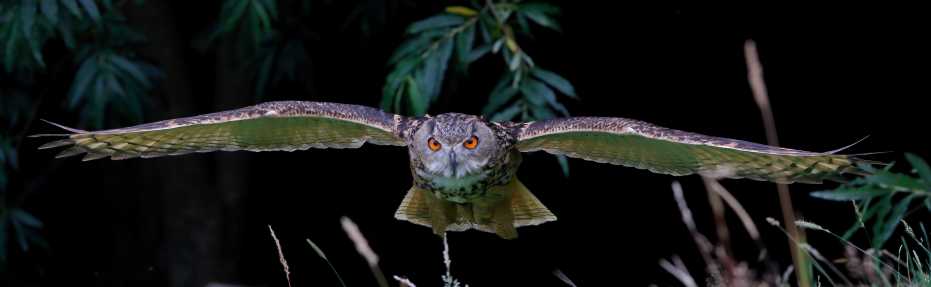 Scary image of a European eagle owl in flight as it emerges from the trees with is wings spread.
