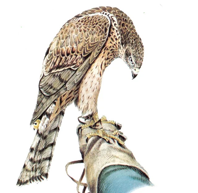 Bird on the Hand logo