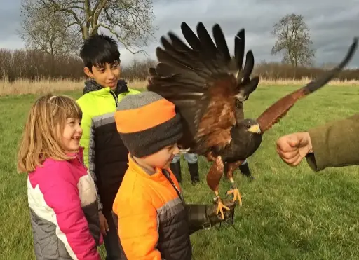 Harris hawk and children on a bird of prey experience.