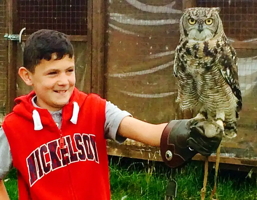 Children's falconry experience day. Boy holding Dotty our African spotted eagle owl (Bubo Africanus)