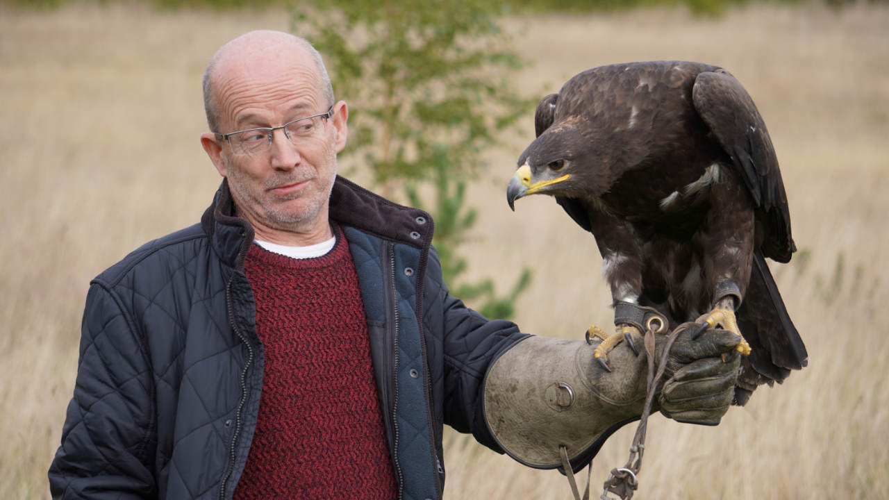 Wary visitor with an Steppe eagle on his fist during a falconry experience near London