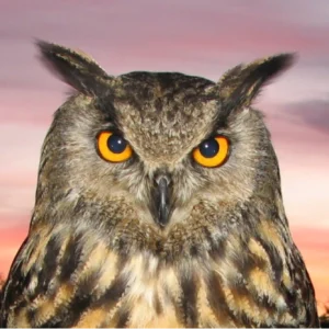 Owls at sundown - a great experience - Picture of Elvis Eurasian eagle owl (Bubo Bubo)