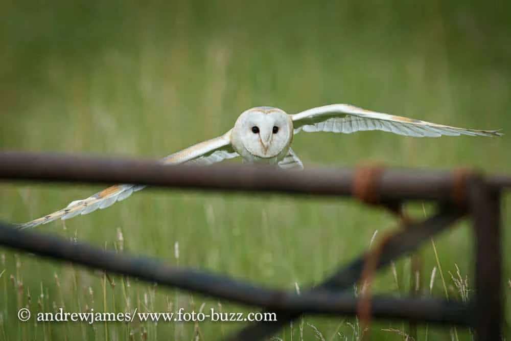 Barn owl flying over a metal gate on one of Bird on the Hand's photography workshops.