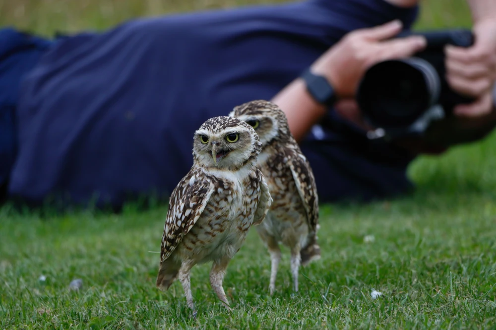 photography workshop burrowing owls with cameraman in the background
