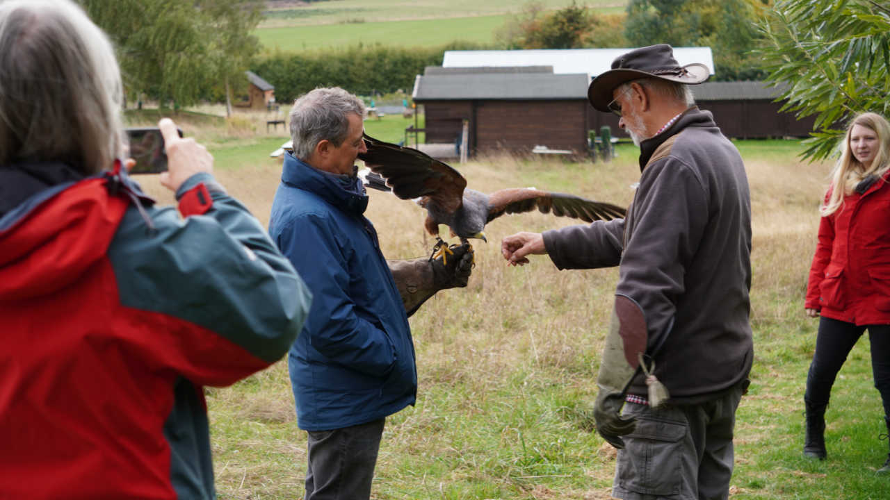 alders Zofia and Juliet the barn owl on a falconry experience london An image of a man in a blue jacket holding a harris hawk on his glove. The Falconer is giving some food to the birds, its wings are spread in excitement. There is a woman taking a picture of this action.