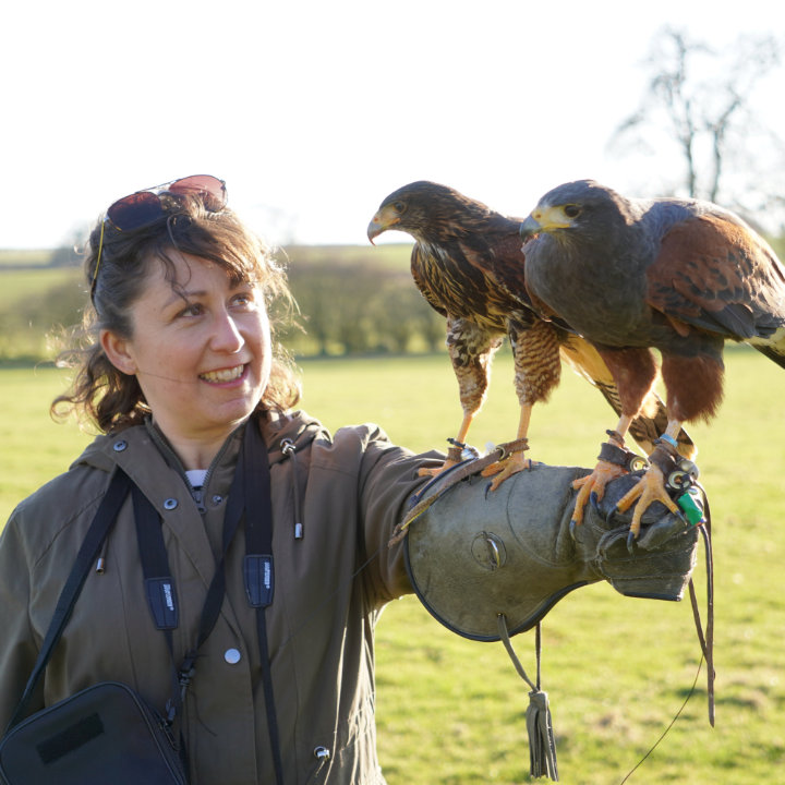 A woman in green jacket holding two harris hawks on her glove