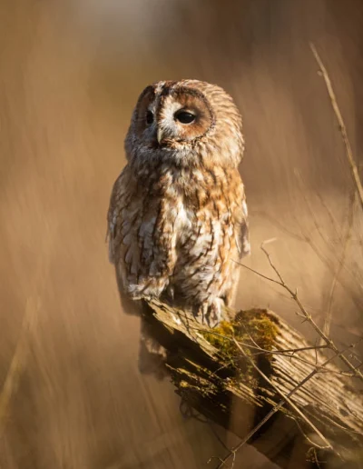 tawny owl - Strix aluca - on log hq